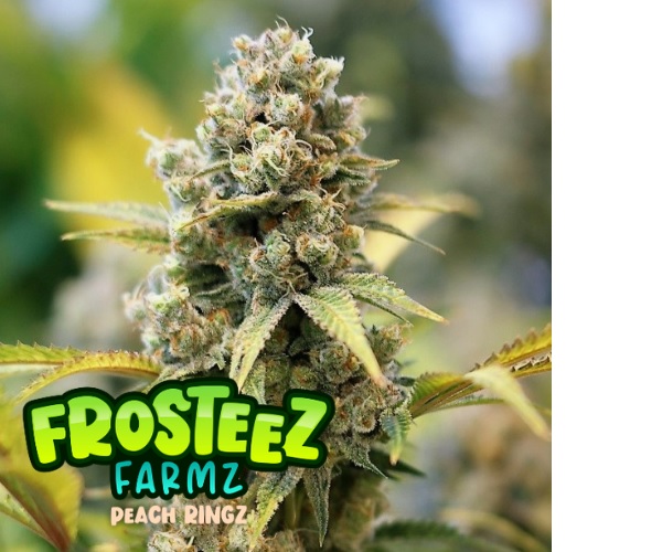 Peach Ringz - Feminized - Frosteez Farms Seeds    