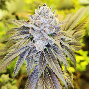 Pheno Finder Seeds - Peanut Dust Feminized