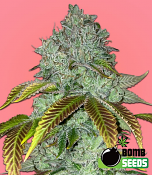 Bomb Seeds Permanent Marker Bomb Feminized