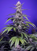 Sweet Seeds - Permanent Marker XL Auto - Feminized
