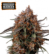 Seed Stockers Seeds - Permanent Marker Feminized