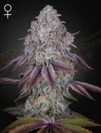 2025 Cannabis Seed Collection - Persian Pie Feminized