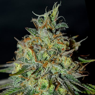 G13 Labs - Picante - Feminised