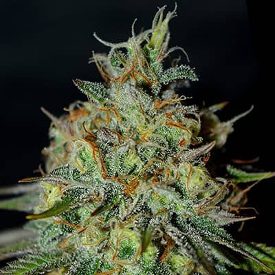 G13 Labs - Picante - Feminised