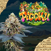 Perfect Tree Seeds - Picchu - Feminized