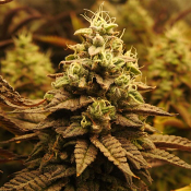 Pheno Finder Seeds - Pineapple Cubez Feminized