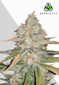 Auto Seeds - Pineapple Express Auto Feminised