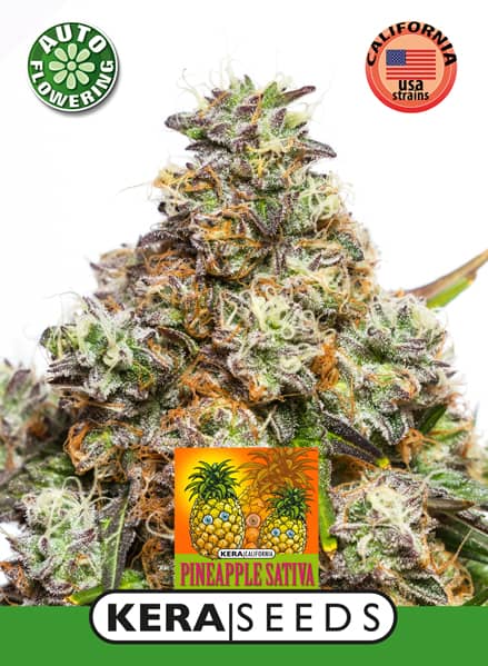 Kera Seeds -Pineapple Sativa Auto - Feminised 