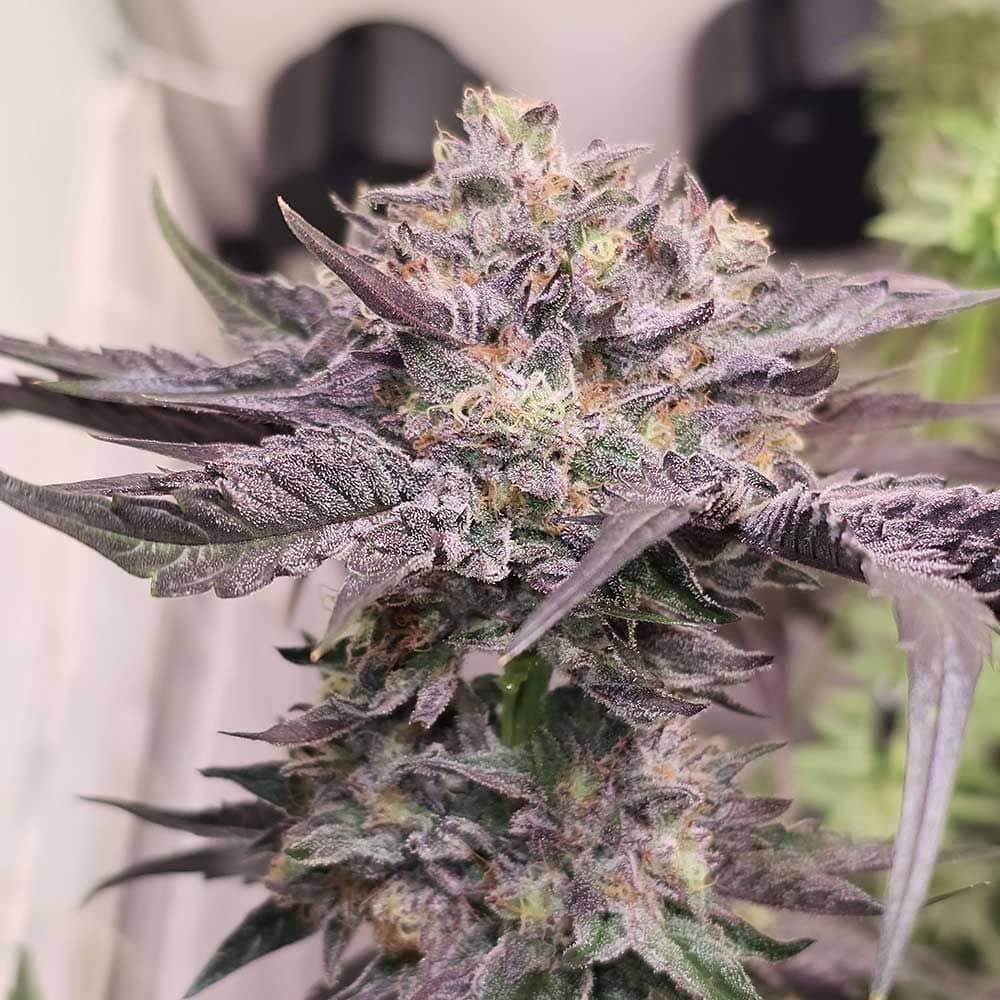 Karma Genetics Seeds - Pink Bacio - Feminized
