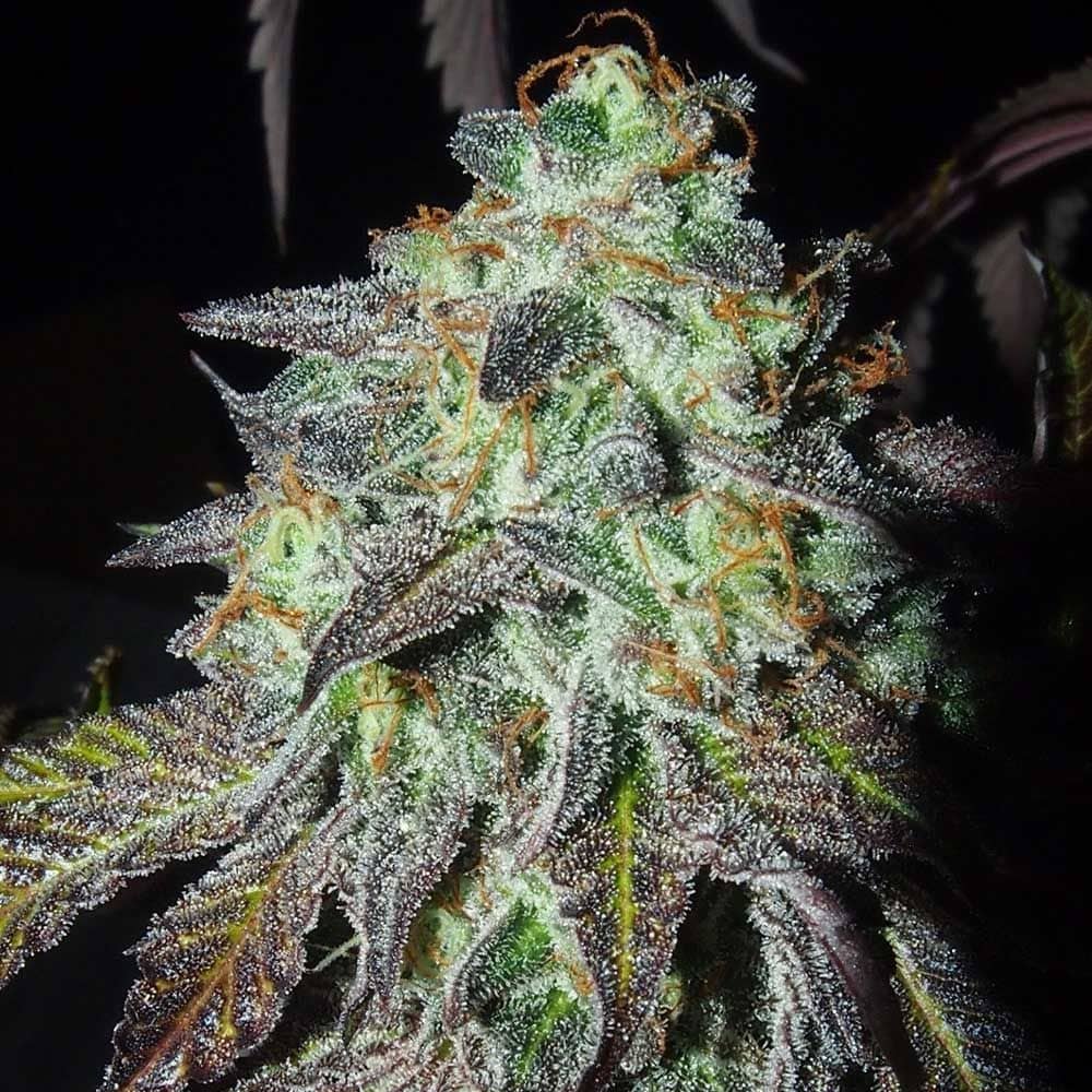 Karma Genetics Seeds - Pink Paletas - Feminized