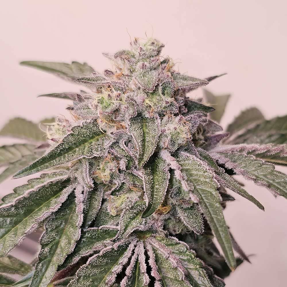 Karma Genetics Seeds - Pink Pie - Feminized