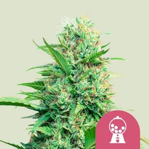 Pink Runtz - Feminized - Royal Queen Seeds