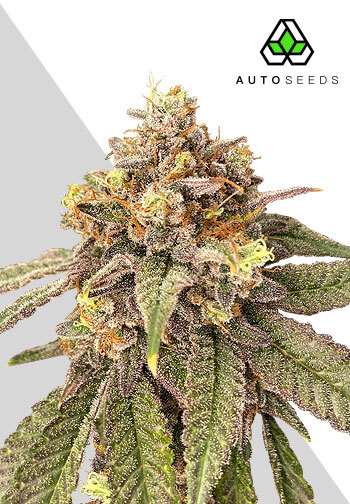 Auto Seeds Auto Pink Runtz Feminised 