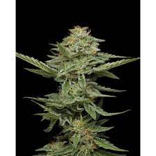 Pistachio - Feminized - Humboldt Seed Company    