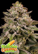 Anesia Seeds - Pistachio Churro Auto Feminized