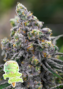 Anesia Seeds - Pistachio Snow Cream Feminized