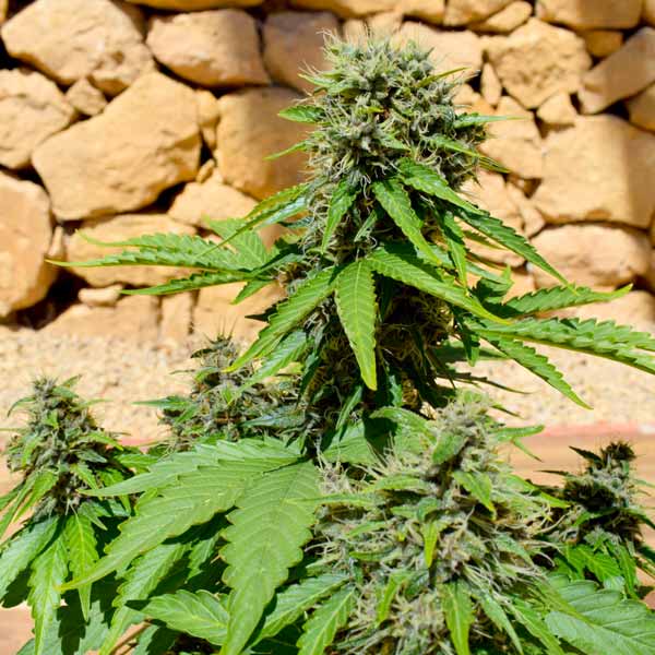 Freedom of Seeds Pixie Punch Auto Feminised