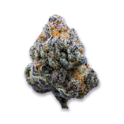 Growers Choice - Platinum Mimosa Cookies Fast Version - Feminized