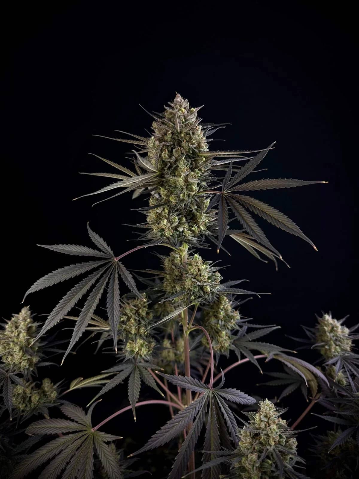 Fast Buds - Pound Cake Auto - Feminized 