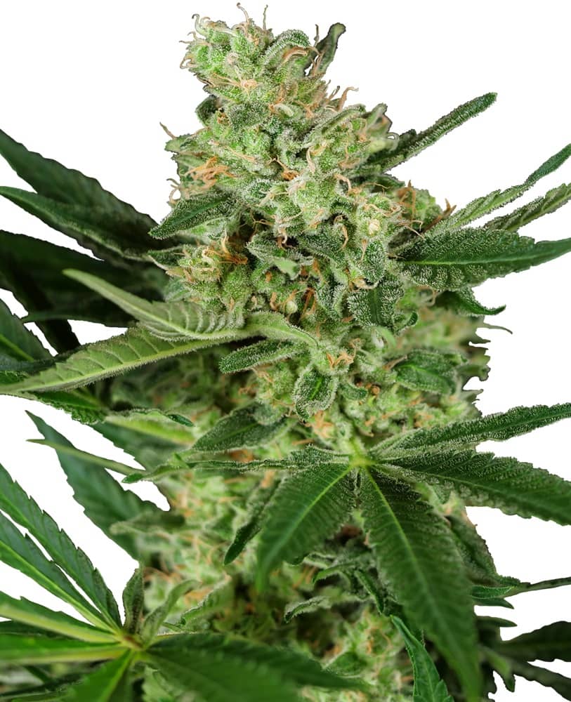 Pumpkin Spice - Feminized - Sensi Seeds Research  