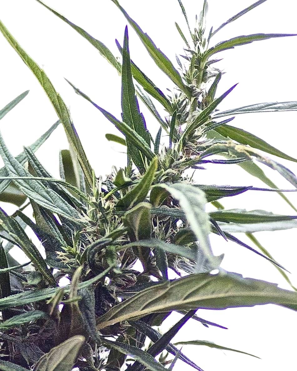 Scott Family Farms Pure Love #8 Regular    