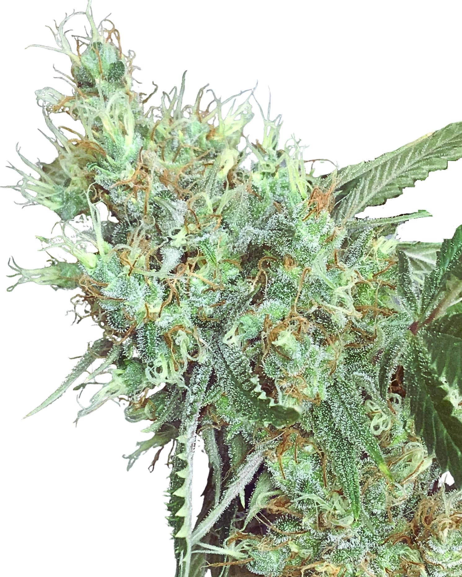 Scott Family Farms Pure Love Regular    