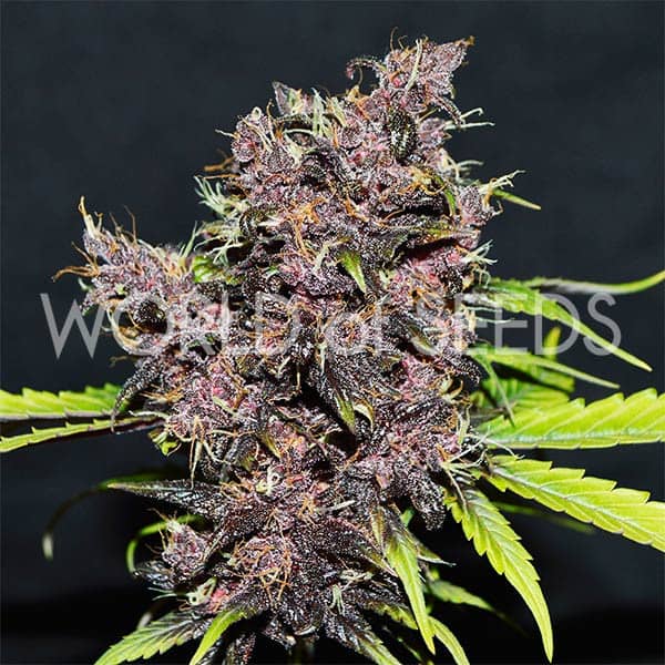 World of Seeds - Purple Afghan Kush Ryder - Autoflowering Feminised