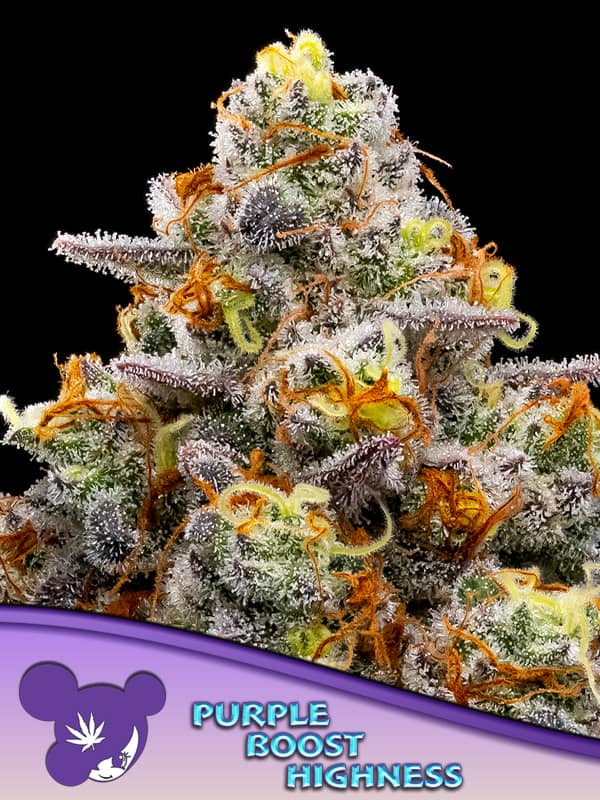 Purple Boost Highness - Feminized - Anesia Seeds 