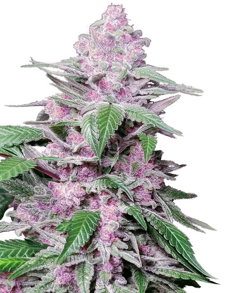 Purple Cookie Kush Feminized - Sensi Seeds Research 