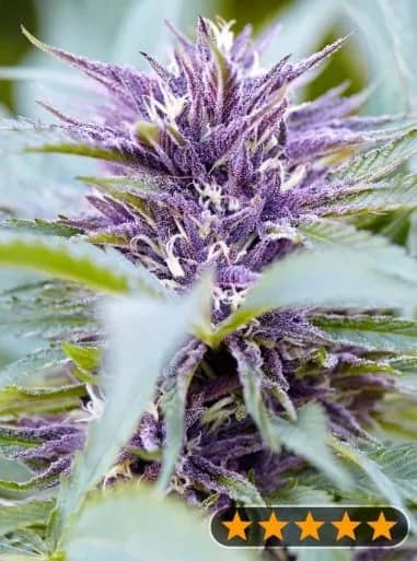 Purple Haze Auto Feminized – Power Strains    