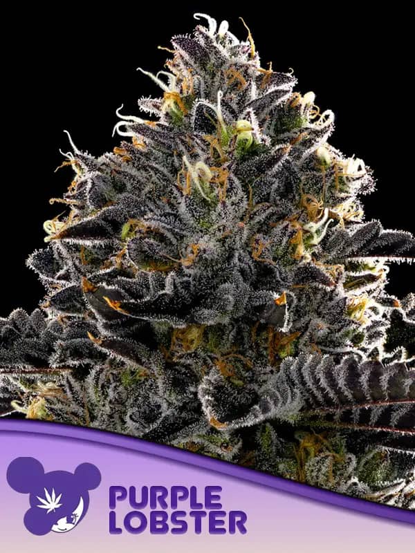Purple Lobster Feminized - Anesia Seeds