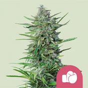 Royal Queen Seeds - Purple Punch - Feminized