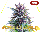 Superstrains Seeds - Purple Punch Feminised