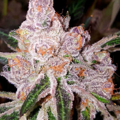 Dank Genetics Seeds - Purple Sunset - Feminized