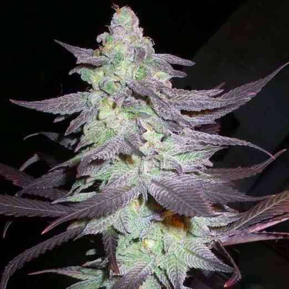 DNA Genetics - Purple Wreck - Feminized