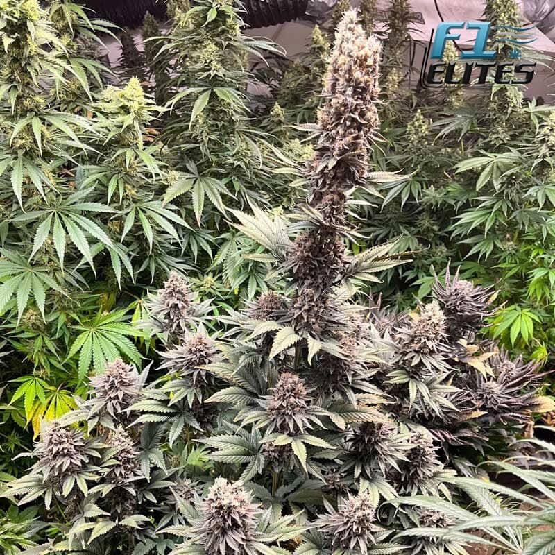F1 Cannabis Elites Purple Capes Feminised  