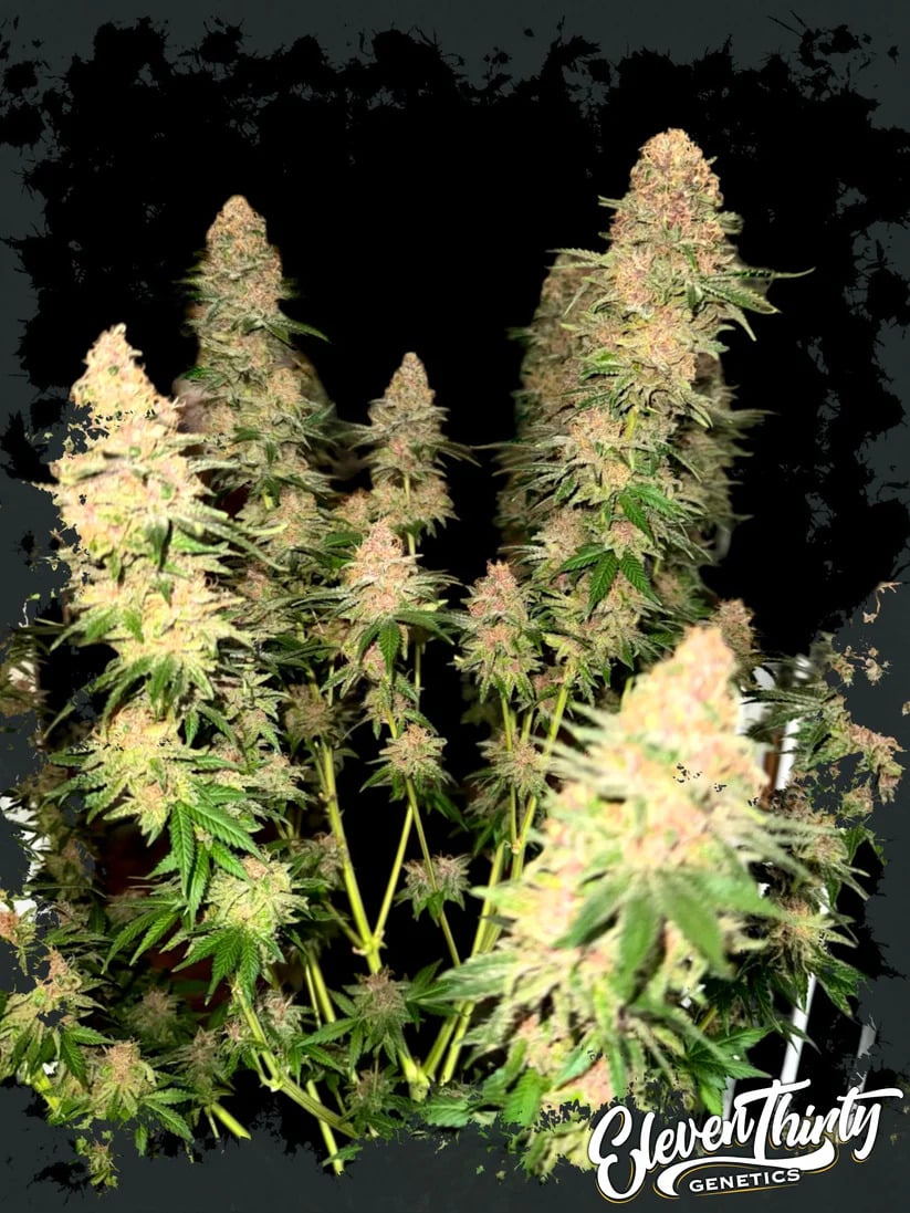 Eleven Thirty Genetics - Purple Fun Dip - Feminized