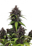 Fast Buds Seeds - Purple Haze Auto Feminized