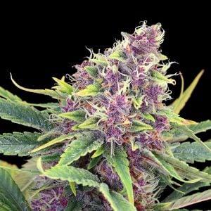 Purple Kush- Feminized - Sensible Seeds Premium Selection          
