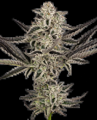 Sensi Research Seeds - Purple Pickle Feminised