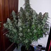 Phoenix Seeds - Quick Flowering THC Feminised