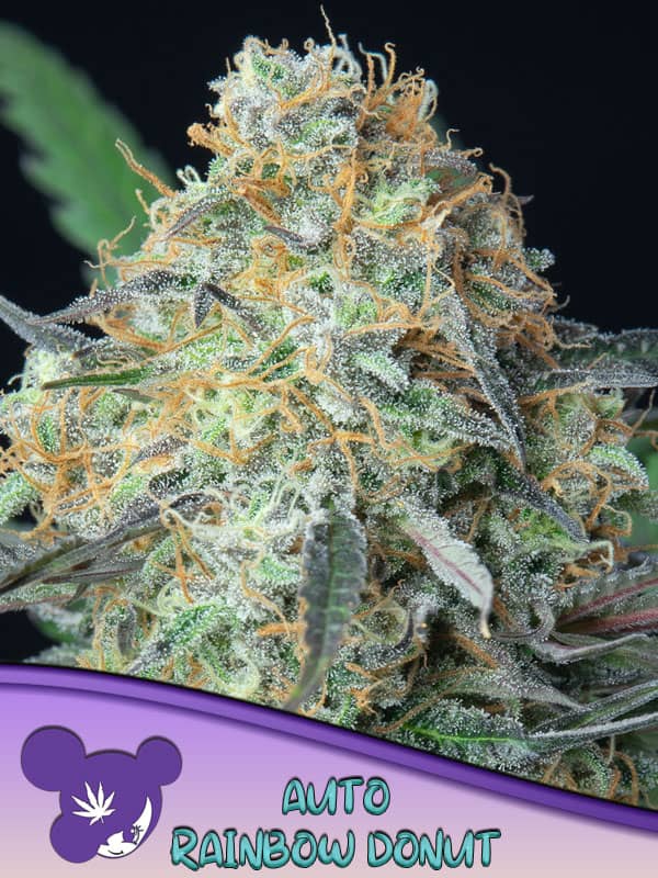 Rainbow Donut Auto- Feminized - Anesia Seeds 