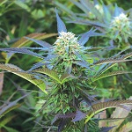 Emerald Triangle Seeds Royal Purple kush Feminized