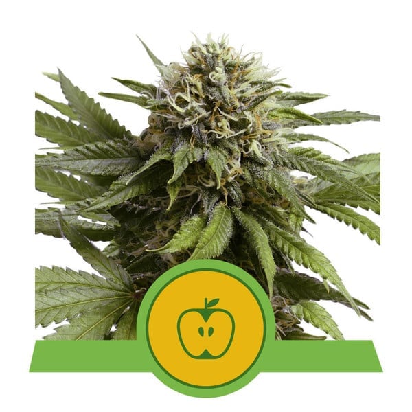 Apple Fritter Auto – Feminized – Royal Queen Seeds 