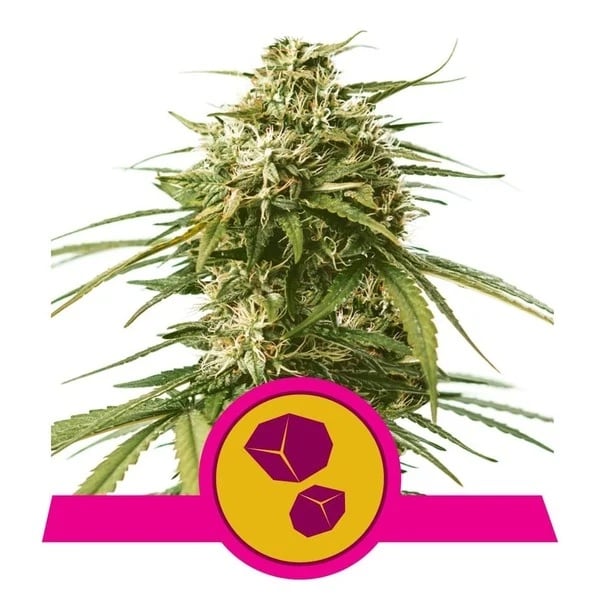 Gushers – Feminized – Royal Queen Seeds   