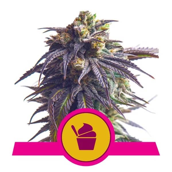 Sundae Driver – Feminized – Royal Queen Seeds    
