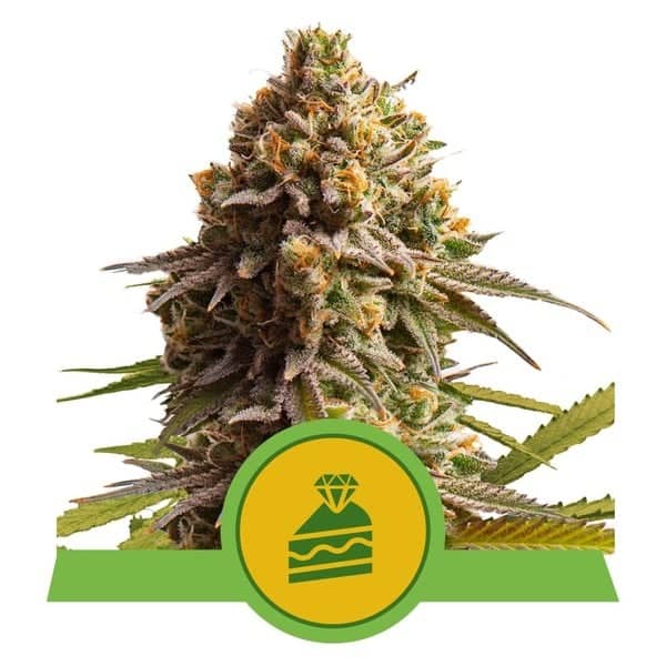 Wedding Cake Auto - Feminized - Royal Queen Seeds 