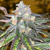 Old School Genetics - RS11 Kosher Feminized