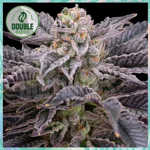 Double Seeds - RS11 - Feminised