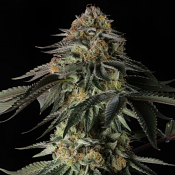 Silent Seeds - Rainbow Gas - Feminized